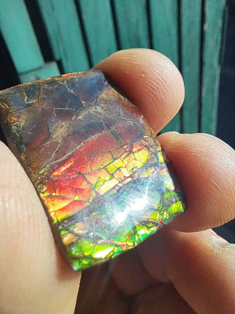 Amolita - Fragmento fóssil - Placenticeras - 3.1 cm - 2.4 cm (Sem preço de reserva) #3.2