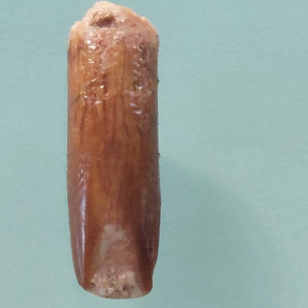 Diente raro de Rebbachisaurus de 28 mm - Diente fósil - 30 mm - 10 mm #1.0