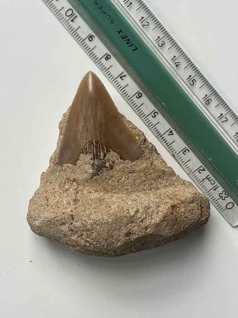 Diente de Megalodon de 7,7 cm parcialmente en matriz. - Diente fósil - Carcharocles megalodon  (Sin precio de reserva) #4.3