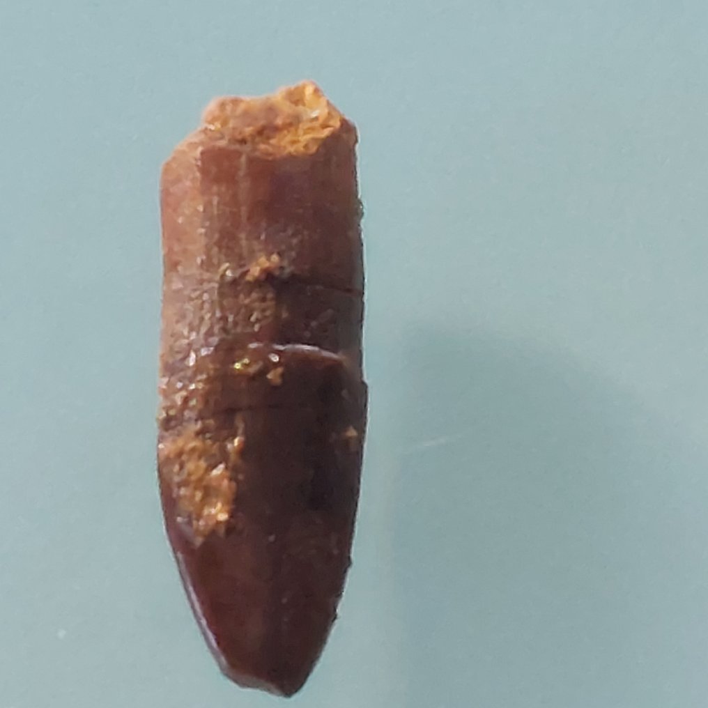 Sjældnere tand fra Rebbachisaurus, 28 mm. - Fossil tand - 35 mm - 10 mm  (Ingen mindstepris) #2.1