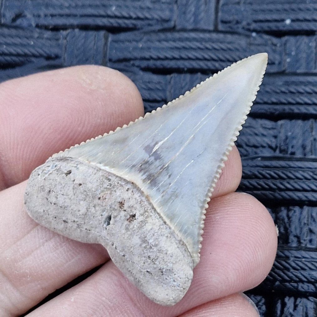 白鲨 - 牙齒化石 - carcharodon carcharias - 48 mm - 31 mm  (沒有保留價) #1.0