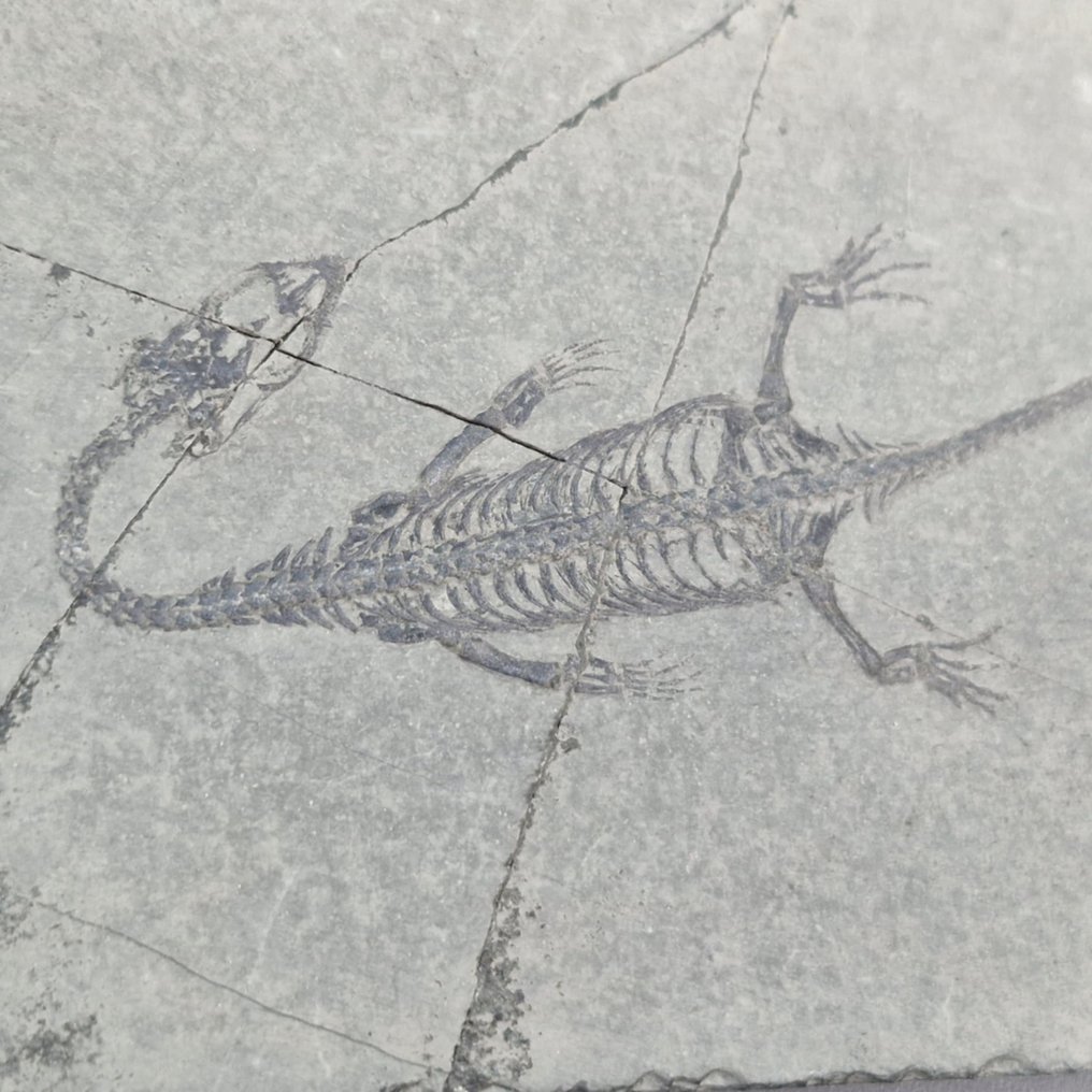 υπέροχα διατηρημένο - Απολιθωμένο ζώο - Keichousaurus hui - 86 mm - 68 mm #1.0