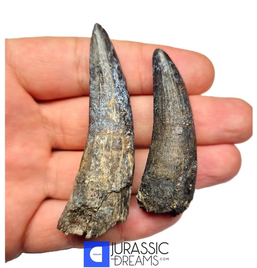 Απολιθωμένο δόντι - Nice Set of 2 Large Black Suchomimus tenerensis Spinosaurid Dinosaur Teeth - Elrhaz Fm  (χωρίς τιμή ασφαλείας) #1.0
