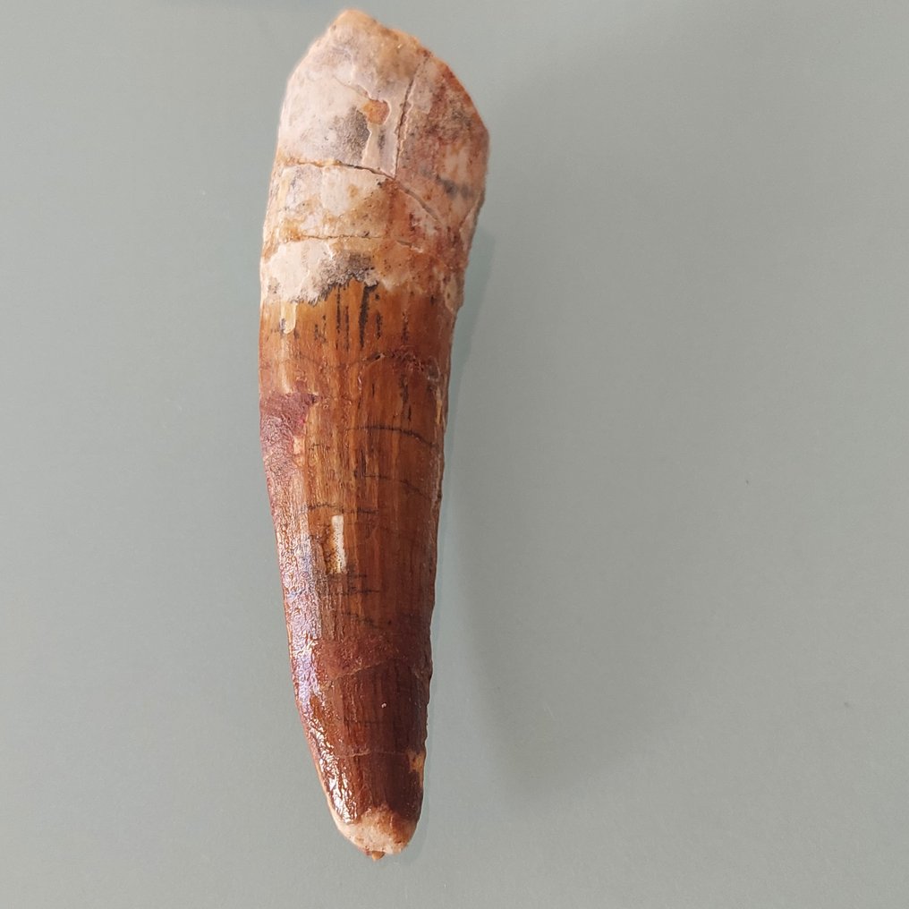 Δεινόσαυρος - Απολιθωμένο δόντι - Spinosaurus aegyptiacus - 82 mm - 23 mm (χωρίς τιμή ασφαλείας) #1.0