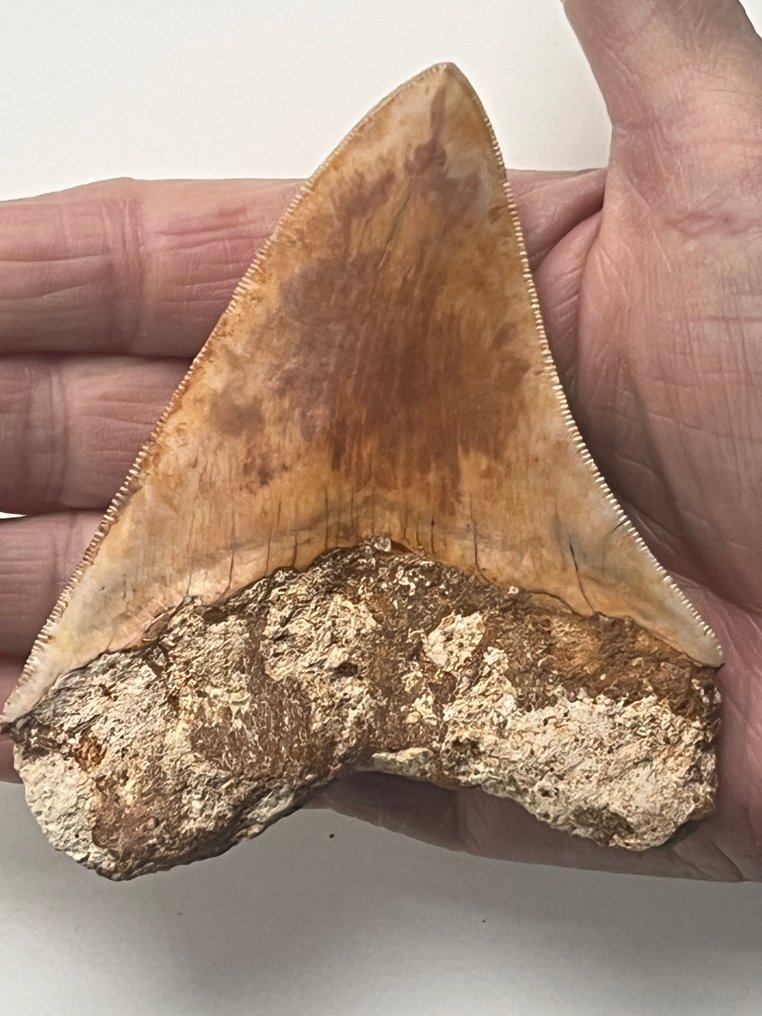 Dente di Megalodon 10,3 cm - Dente fossile - Carcharocles megalodon #1.0
