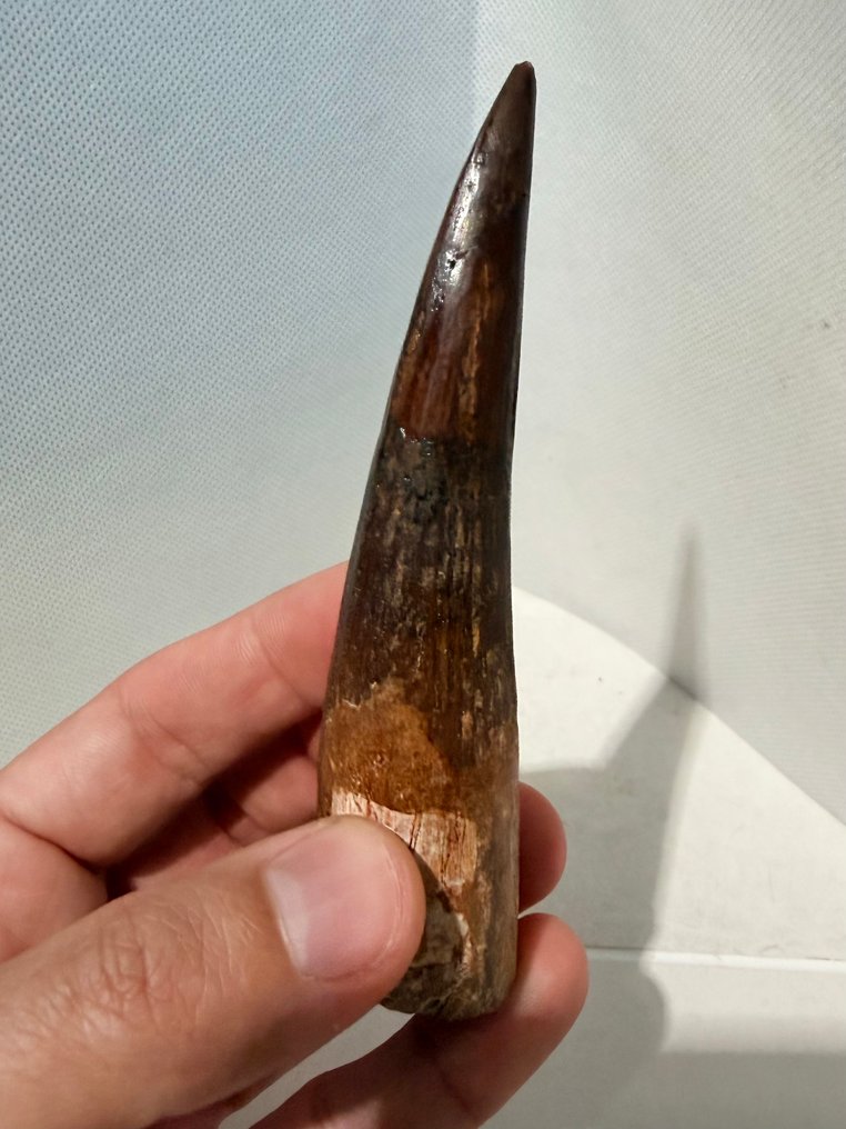 Δεινόσαυρος - Απολιθωμένο δόντι - Spinosaurus aegyptiacus - 12.1 cm #3.2