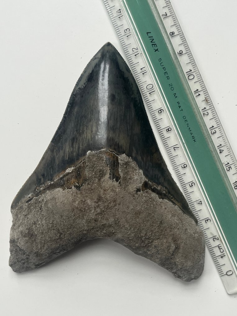 Dente di Megalodon 12,6 cm - Dente fossile - Carcharocles megalodon #3.2