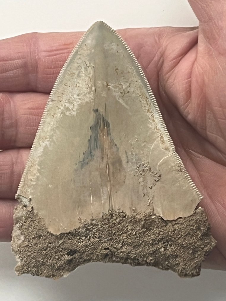 巨齿鲨牙齿 9.4 厘米 - 牙齒化石 - Carcharocles megalodon  (沒有保留價) #1.0