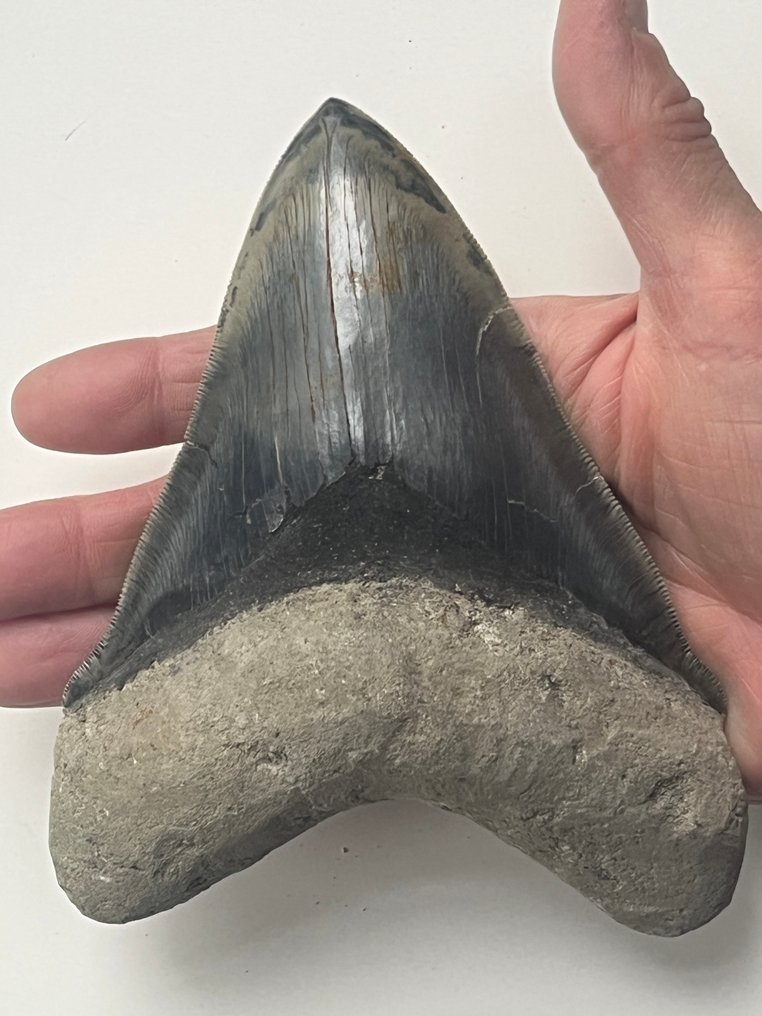 Iso Megalodon-hampaan pituus 14,9 cm. - Fossiiliset hampaat - Carcharocles megalodon #1.0