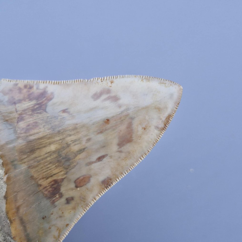 Καρχαρίας Megalodon. - Απολιθωμένο δόντι - megaselachus megalodon - 110 mm - 82 mm  (χωρίς τιμή ασφαλείας) #4.3