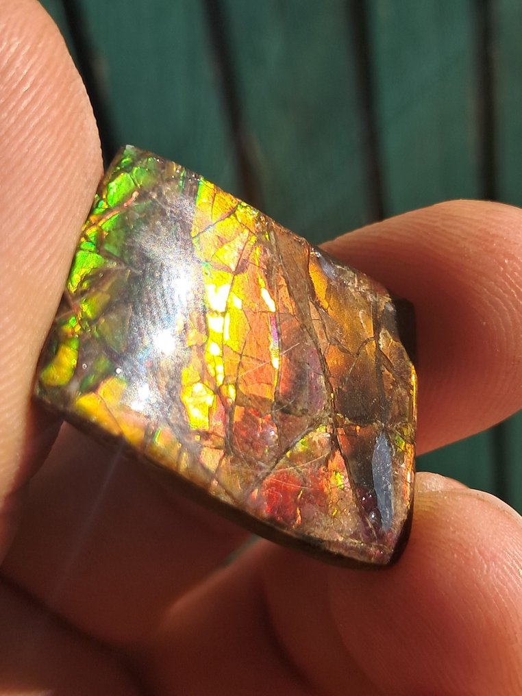 Amolita - Fragmento fóssil - Placenticeras - 3.1 cm - 2.4 cm (Sem preço de reserva) #4.3