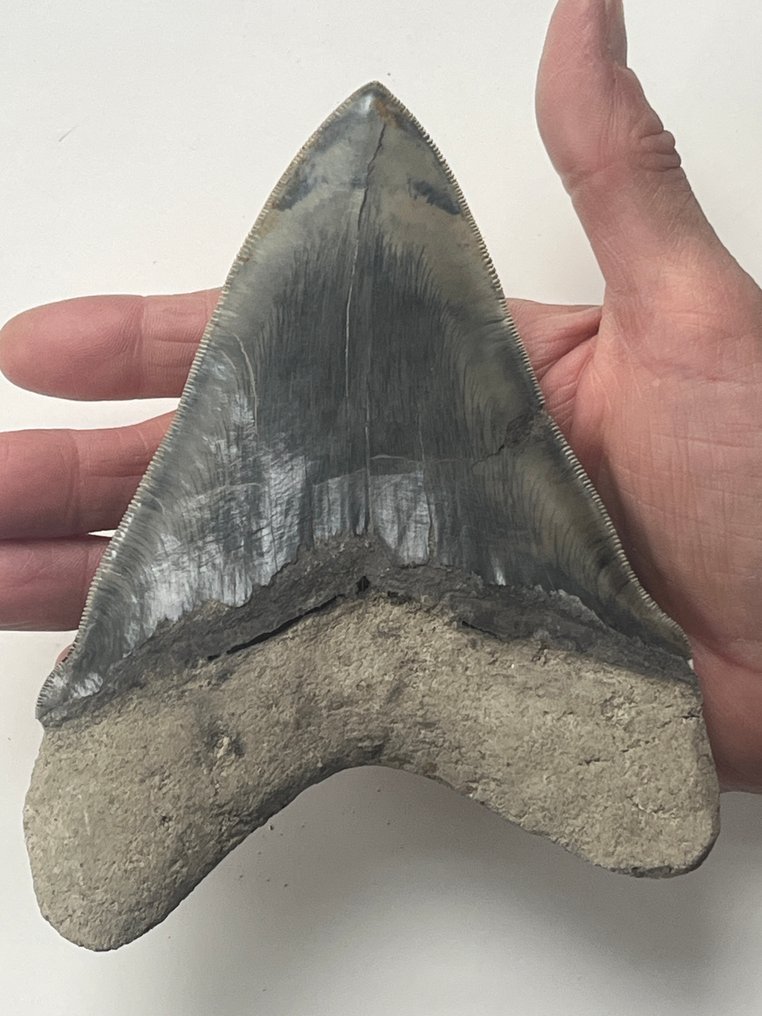 Iso Megalodon-hampaan pituus 14,9 cm. - Fossiiliset hampaat - Carcharocles megalodon #1.0