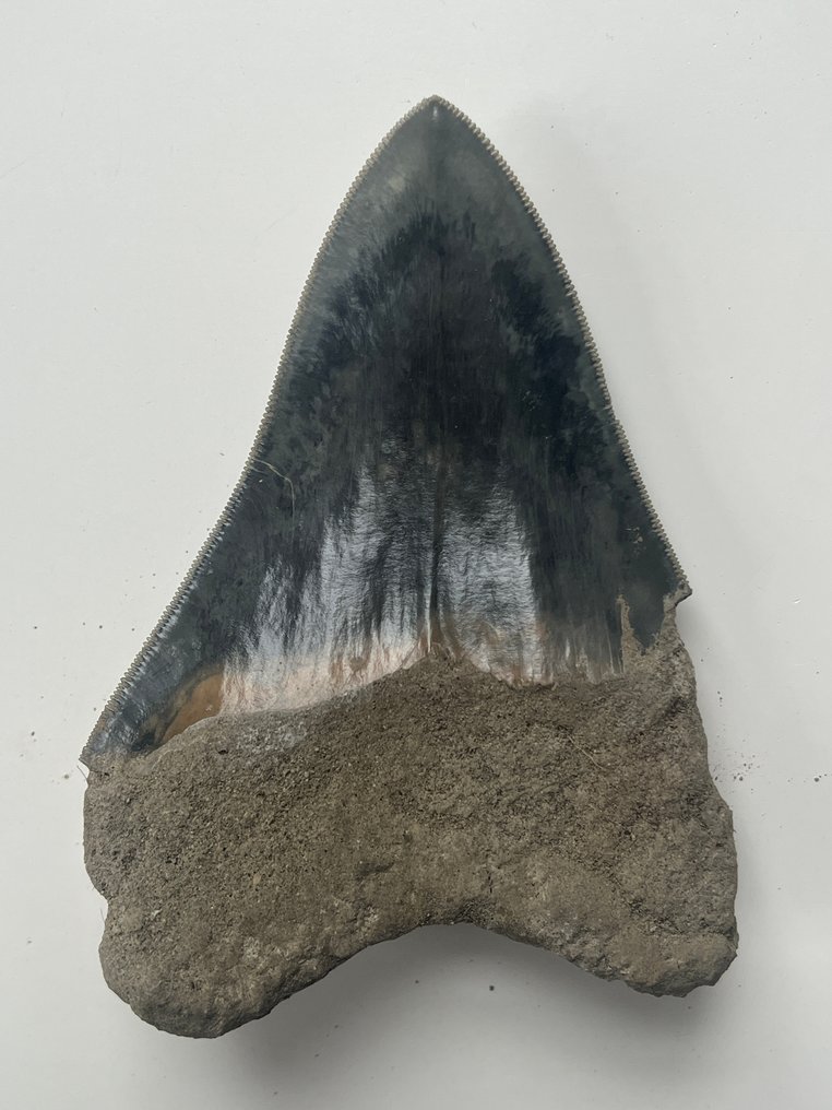 Dente di Megalodon 11,9 cm - Dente fossile - Carcharocles megalodon #3.2