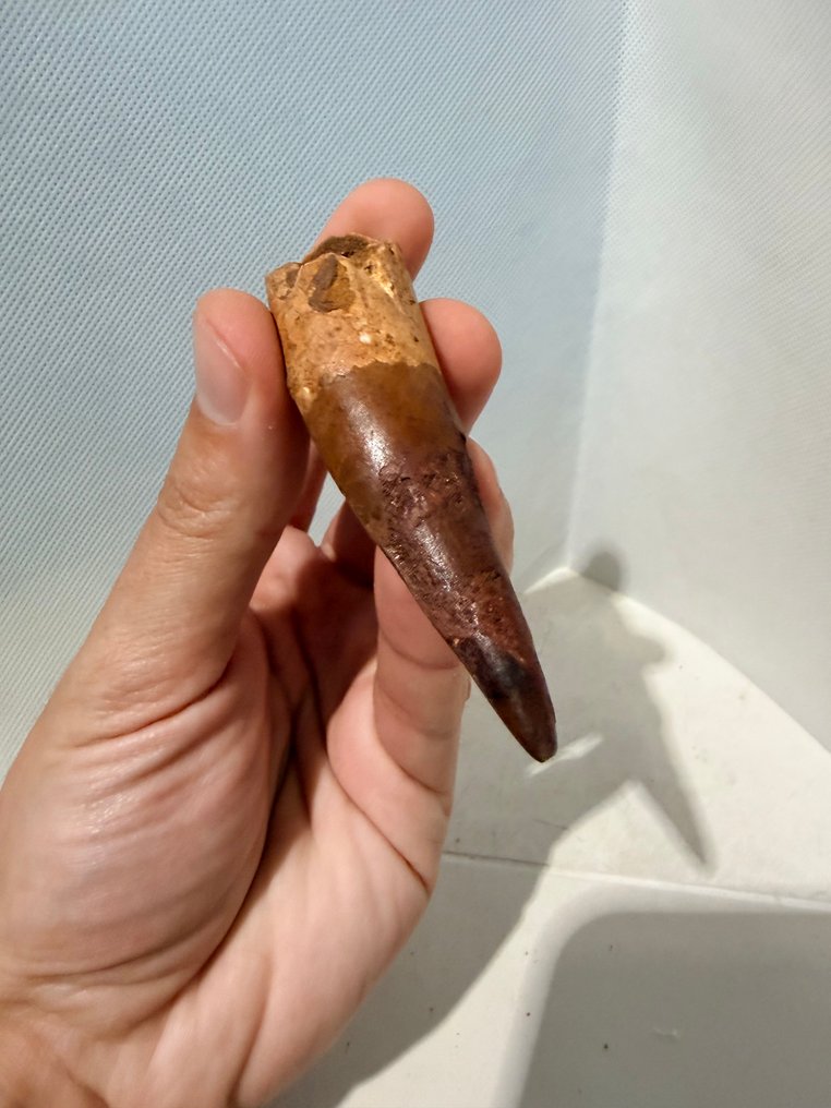 Dinosaure - Dent fossile - Spinosaurus aegyptiacus - 9.5 cm (Sans prix de réserve) #4.3