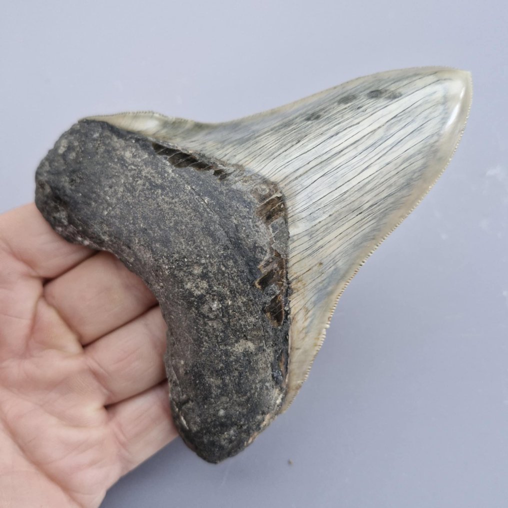 巨齿鲨 - 牙齒化石 - megaselachus megalodon - 126 mm - 103 mm #1.0