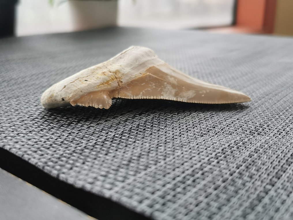 Καρχαρίας - Απολιθωμένο δόντι - Otodus Obliquus - 8.4 cm - 5.4 cm  (χωρίς τιμή ασφαλείας) #3.2