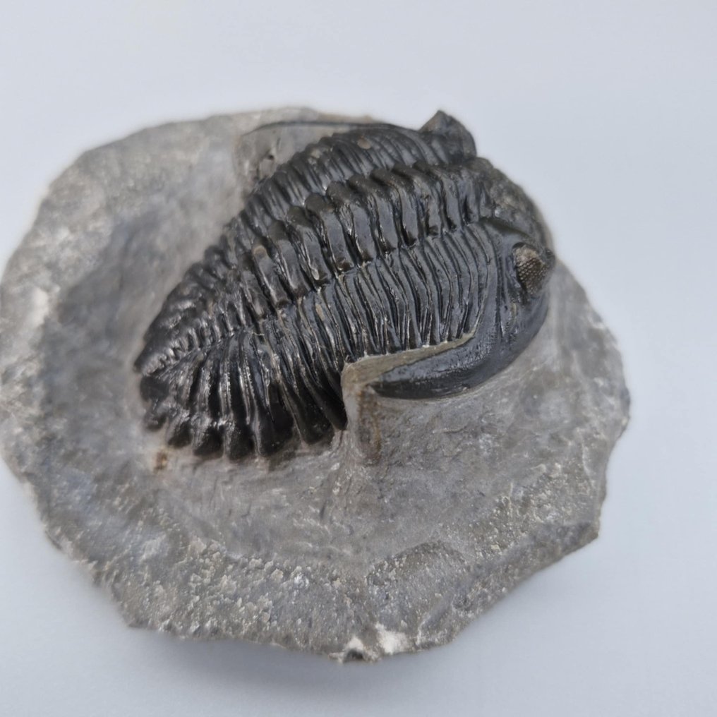 Trilobite - Απολιθωμένο ζώο - Hollardops mesocristata - 55 mm - 40 mm (χωρίς τιμή ασφαλείας) #1.0