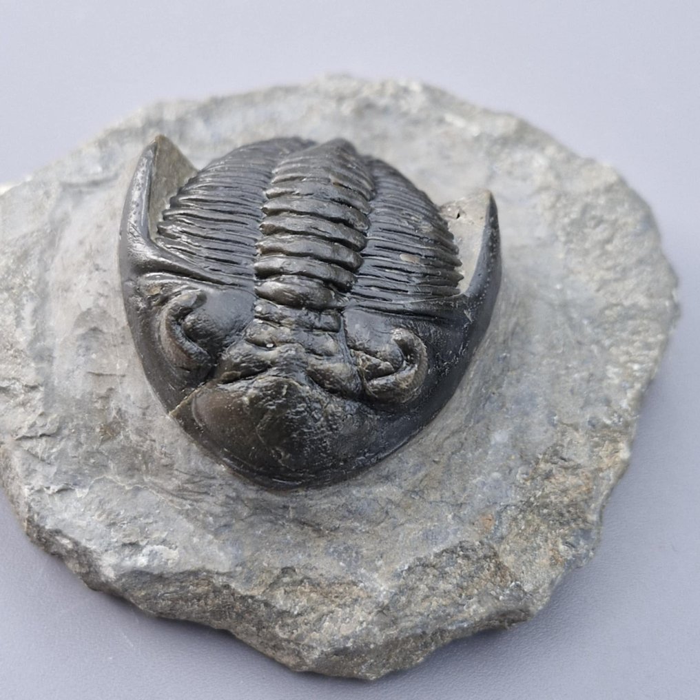 Trilobite - Απολιθωμένο ζώο - Hollardops mesocristata - 55 mm - 40 mm (χωρίς τιμή ασφαλείας) #3.2