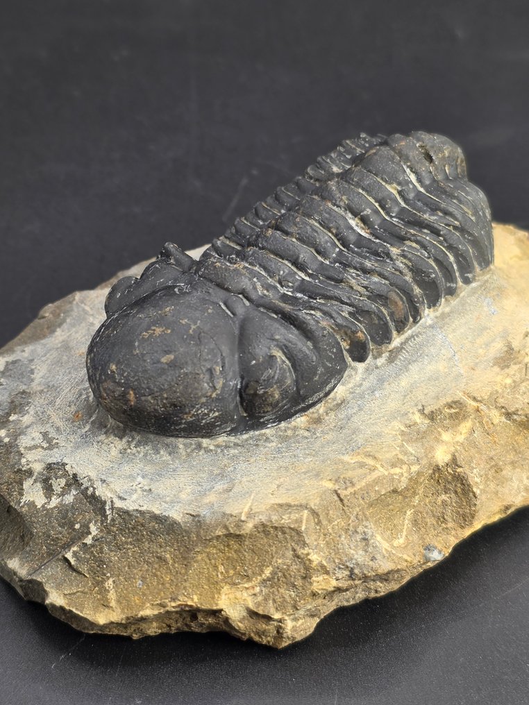 三叶虫 - 动物化石 - Redoops cephalotes - 8 cm  (没有保留价) #4.3