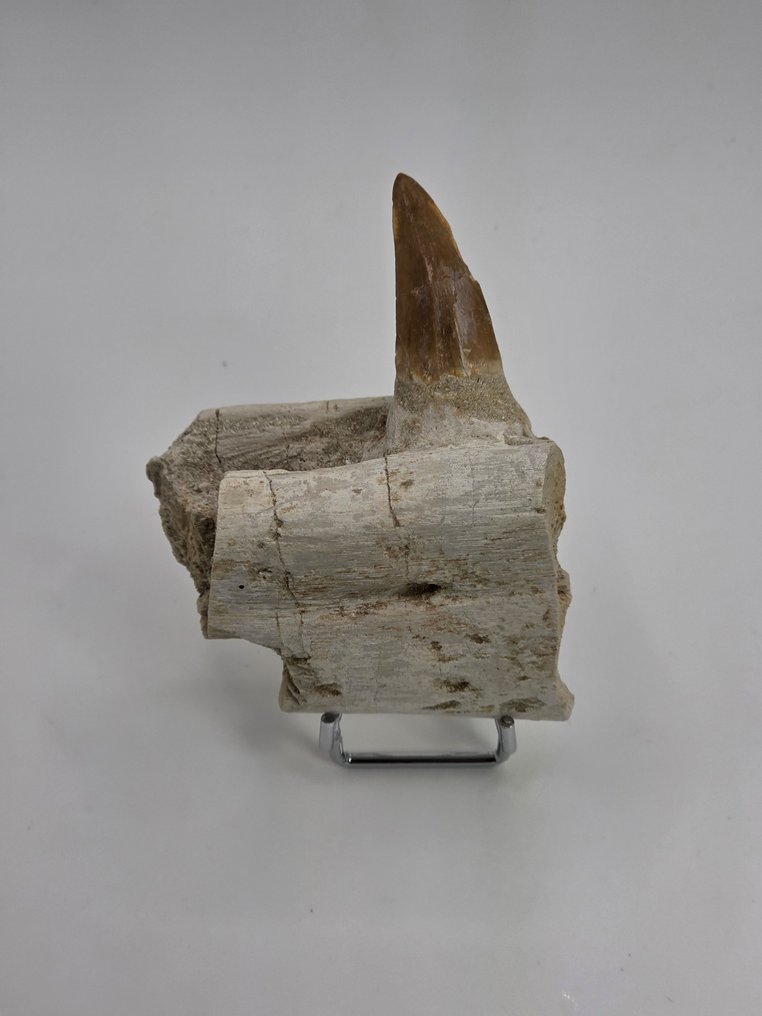 Mosasaur - Dinte fosilă - 10 cm  (Fără preț de rezervă) #1.0