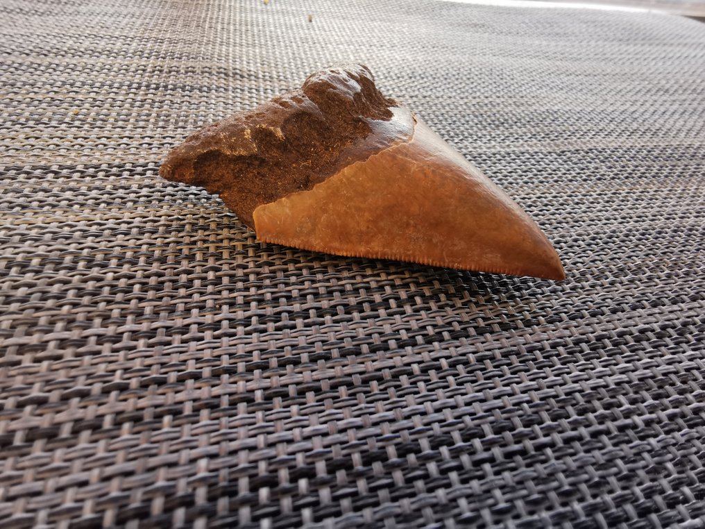 Megalodon - Απολιθωμένο δόντι - 7.3 cm  (χωρίς τιμή ασφαλείας) #2.1