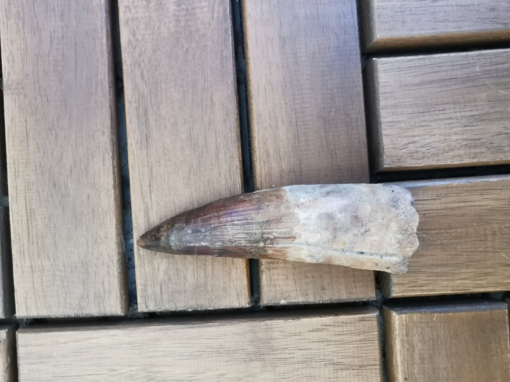 Spinosaur - Fossiler Zahn - 10.5 cm - 3 cm #3.2