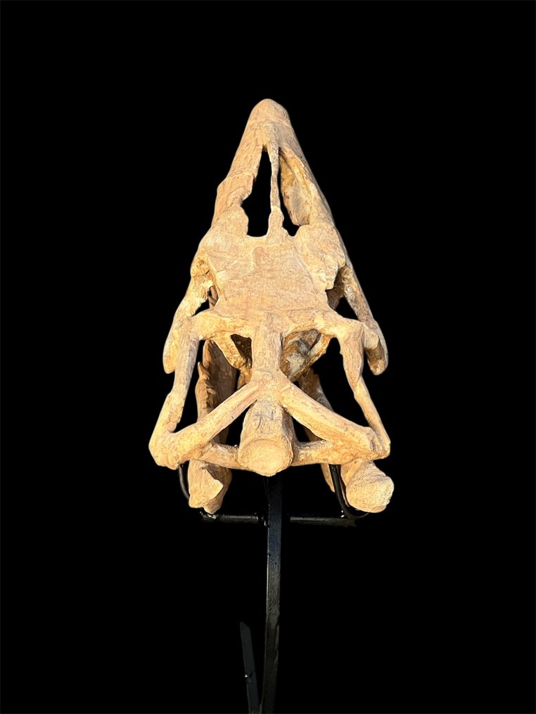Mozazaur - Skamieniała czaszka - Mosasaurus - 35 cm - 12 cm #4.3