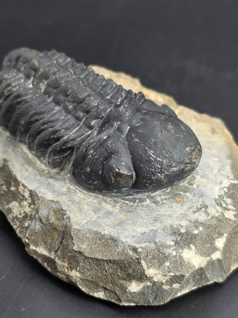 三叶虫 - 动物化石 - Redoops cephalotes - 8 cm  (没有保留价) #2.1