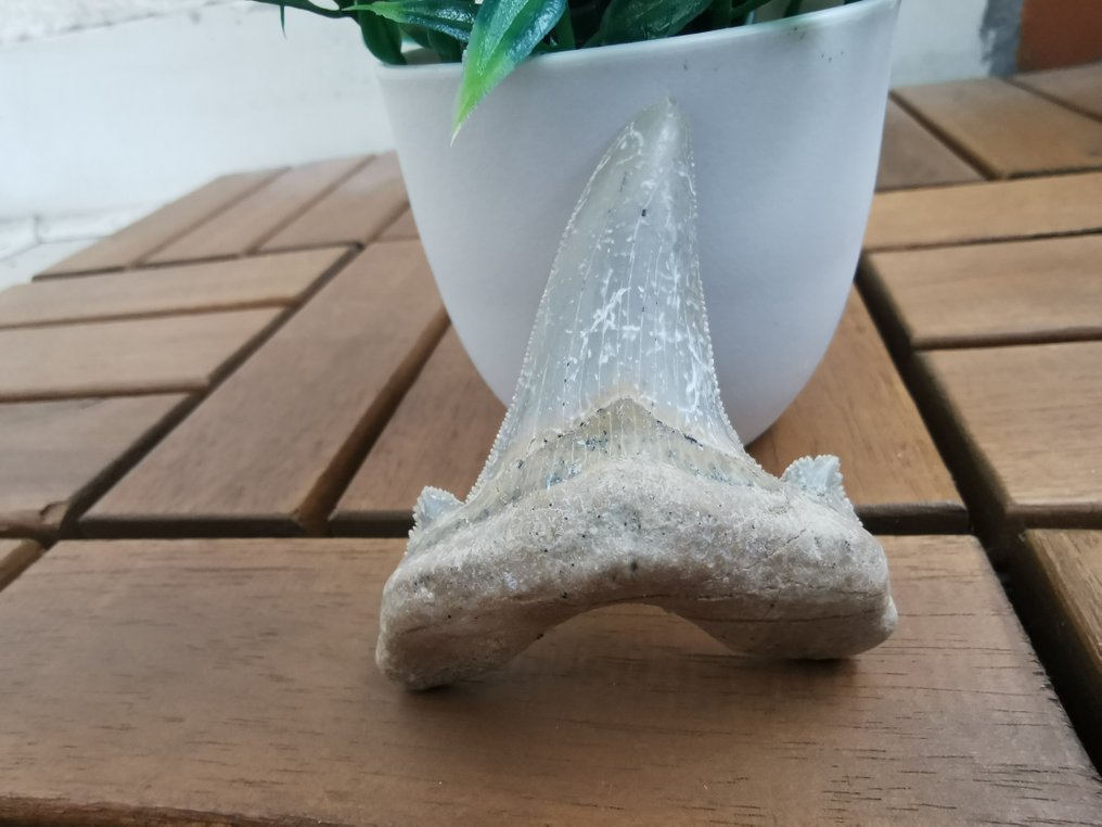 鲨鱼 - 牙齿化石 - Otodus Sokolovi - 7.1 cm - 5.5 cm  (没有保留价) #1.0