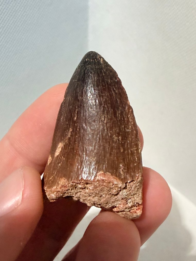 Mosasaur - Dinte fosilă - Mosasaurus - 4.8 cm (Fără preț de rezervă) #2.1