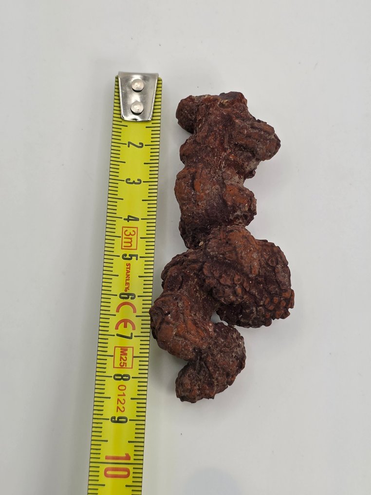 Frammento fossile - 9 cm  (Senza prezzo di riserva) #4.3