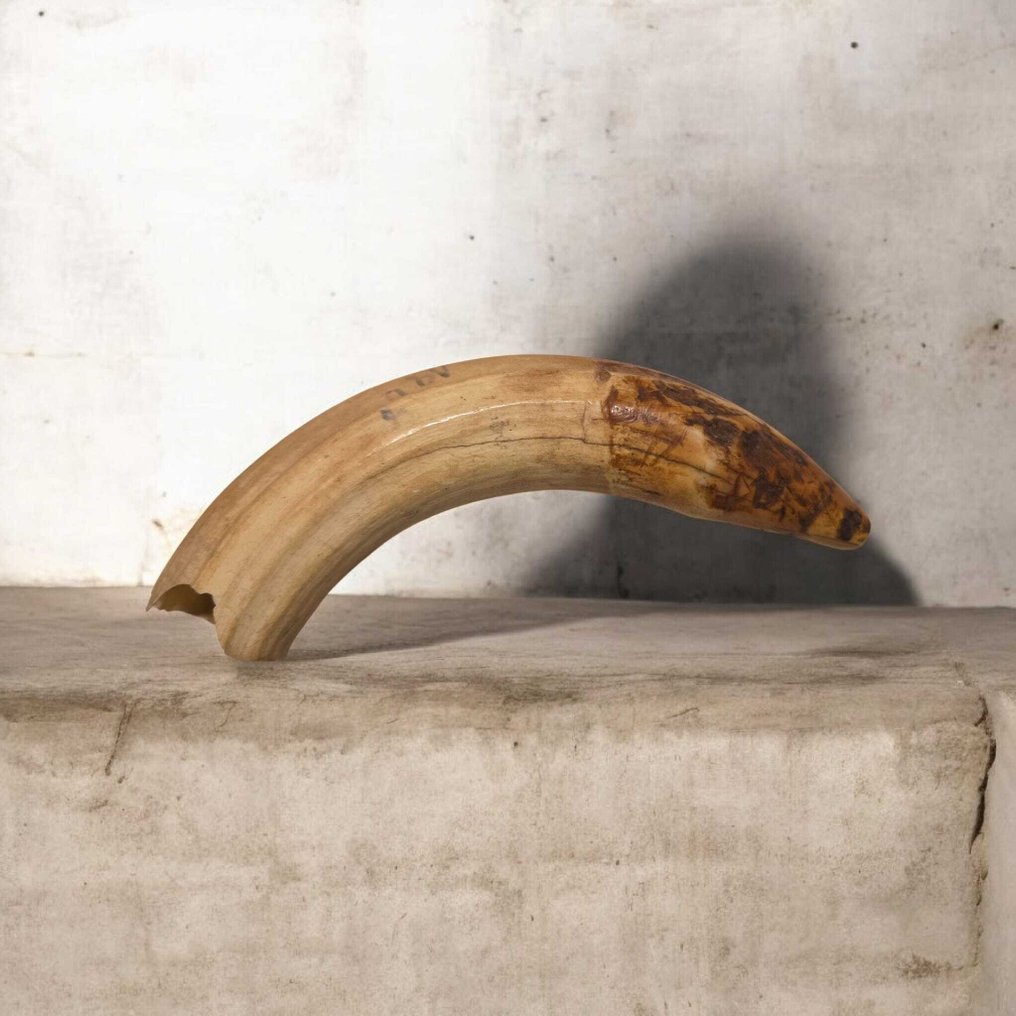 Wrattenzwijn Tand - Dente - 15 cm - 4 cm - 3 cm - (1) #1.0