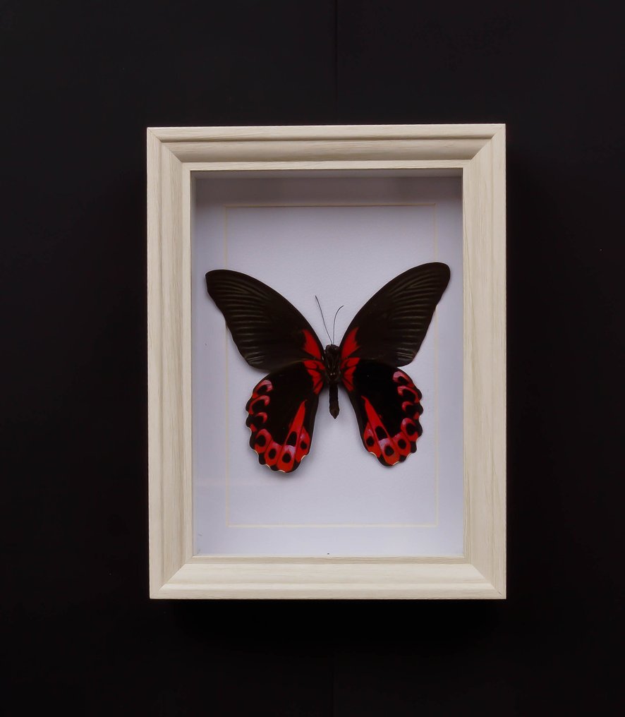 Πεταλούδα Βάση ταρίχευσης ολόκληρου σώματος - Papilio rumanzovia - 20.5 cm - 15.5 cm - 4 cm - Είδη που δεν ανήκουν στο CITES #1.0