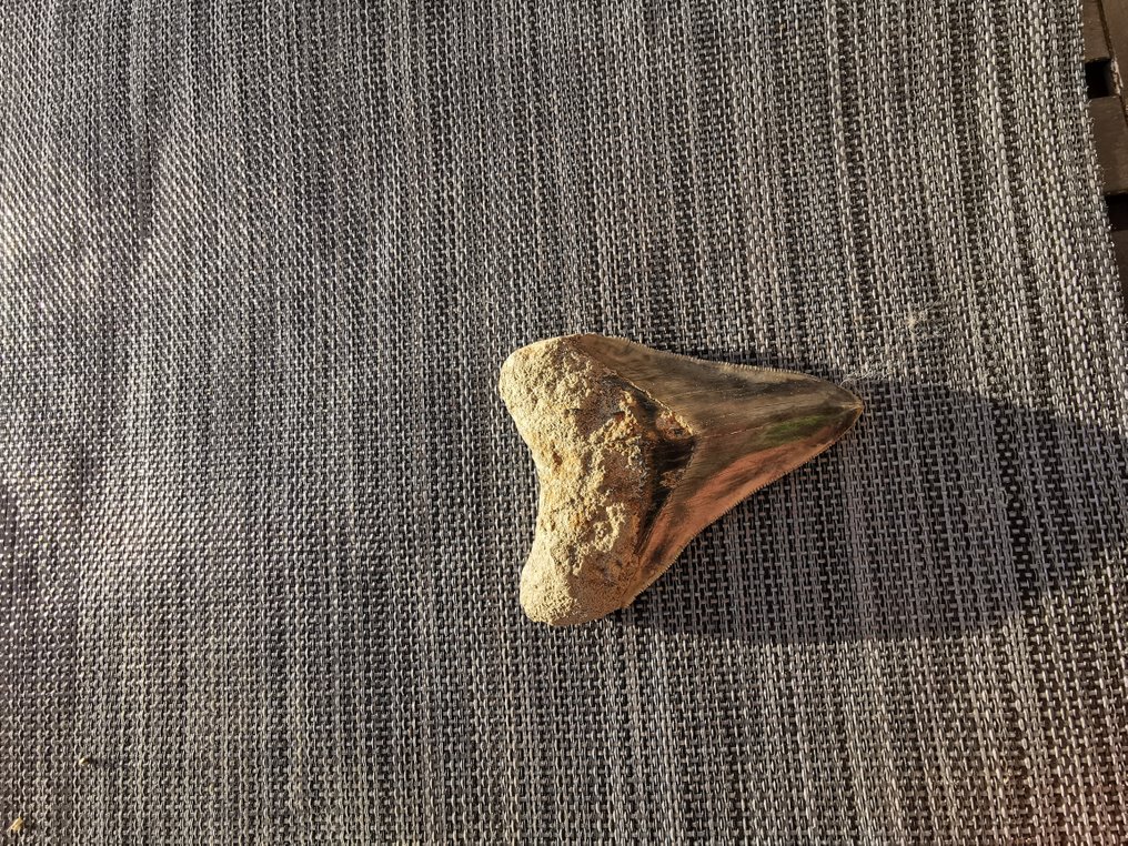 Megalodon - Απολιθωμένο δόντι - 10.3 cm (χωρίς τιμή ασφαλείας) #2.1