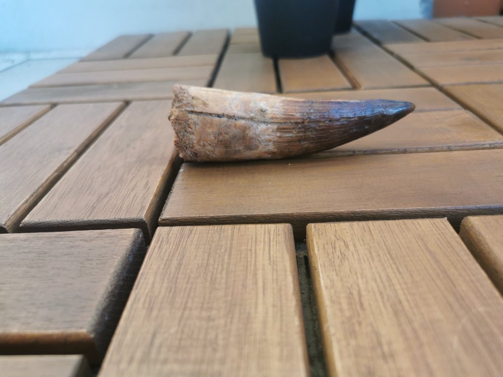 Spinosaur - Fossiler Zahn - 10.5 cm - 3 cm #2.1