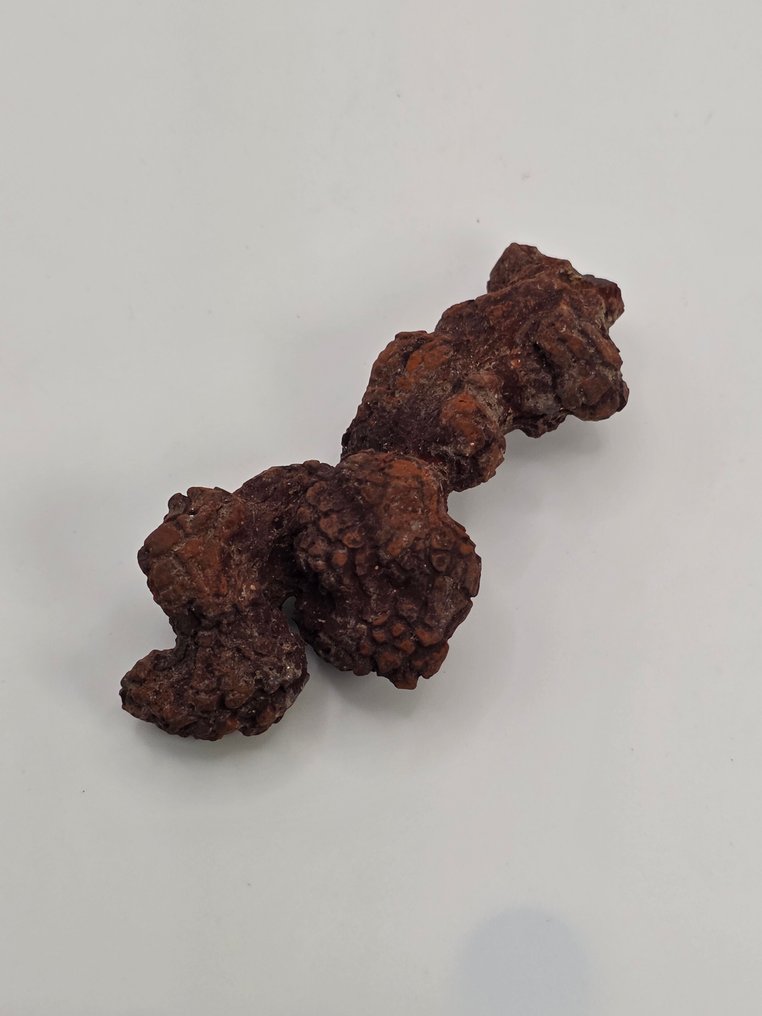 Frammento fossile - 9 cm  (Senza prezzo di riserva) #3.2