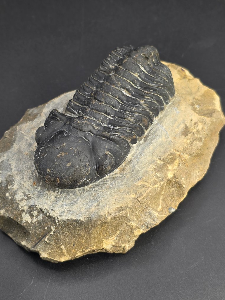 三叶虫 - 动物化石 - Redoops cephalotes - 8 cm  (没有保留价) #1.0