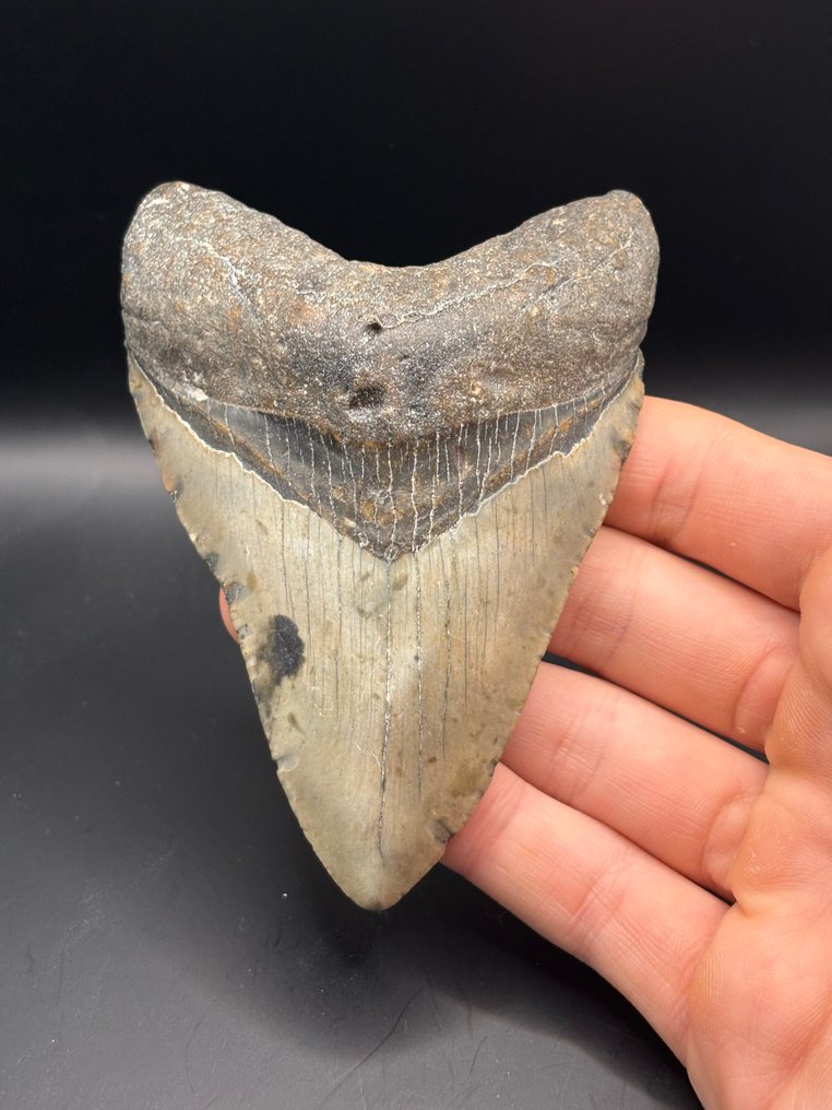 Megalodon - Απολιθωμένο δόντι - Carcharias Megalodon - 11.5 cm - 7.9 cm #1.0