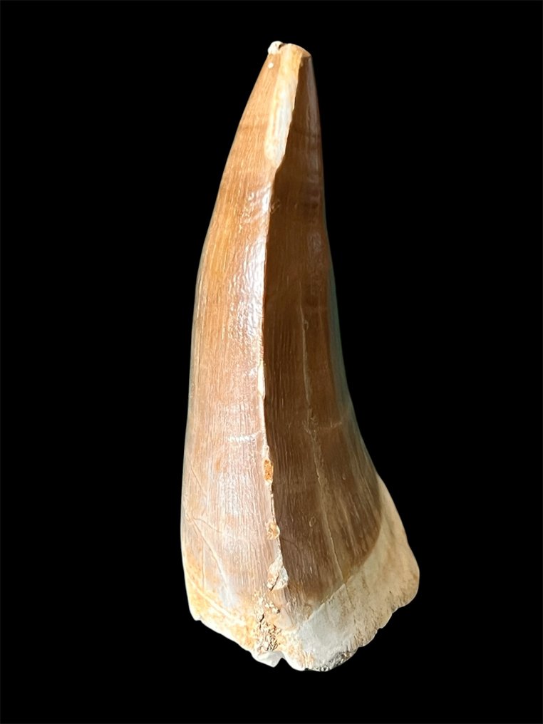 Mosasaur - Απολιθωμένα δόντια - Hoffmanni - 6 cm (χωρίς τιμή ασφαλείας) #1.0