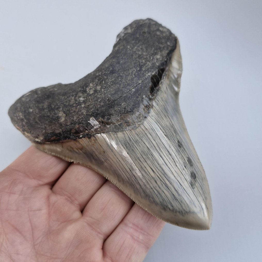巨齿鲨 - 牙齒化石 - megaselachus megalodon - 126 mm - 103 mm #2.1