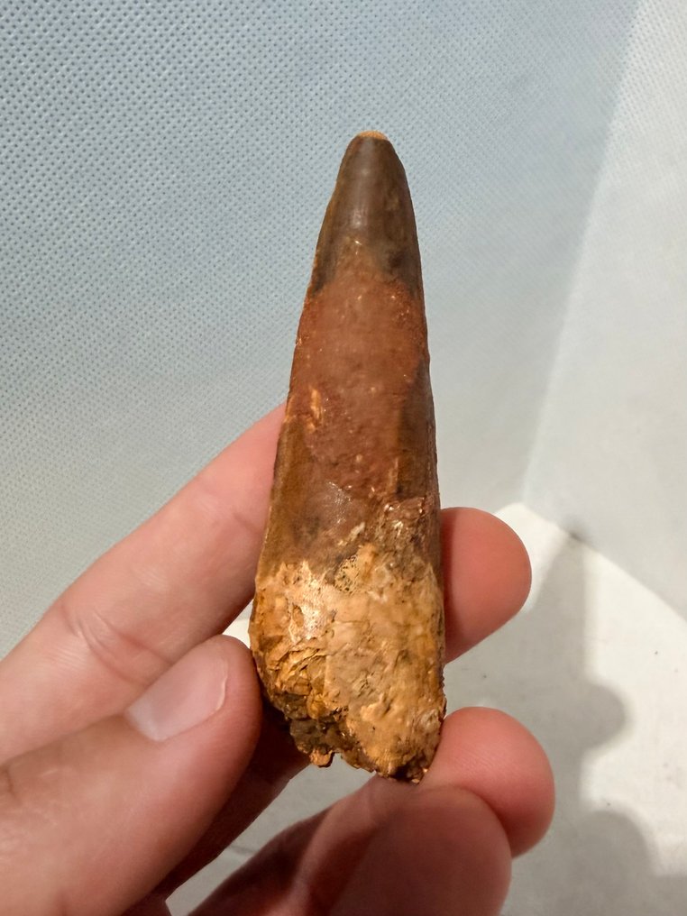 Δεινόσαυρος - Απολιθωμένο δόντι - Spinosaurus aegyptiacus - 8.5 cm  (χωρίς τιμή ασφαλείας) #3.2