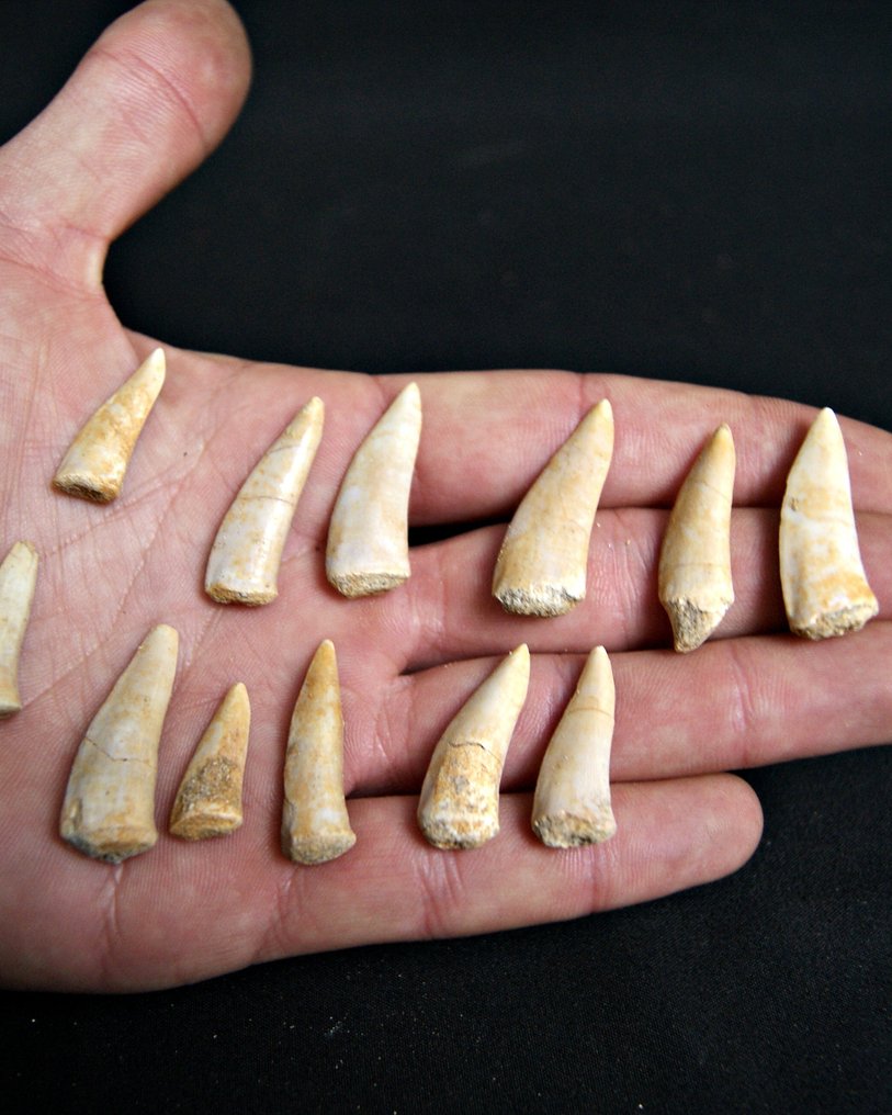 Sablefish fisk - Fossile tænder - Enchodus Lybicus (Ingen mindstepris) #1.0