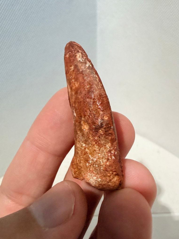 Dinosaur - Fossil tand - carcharodontosaurus saharicus - 5.1 cm (Ingen mindstepris) #1.0