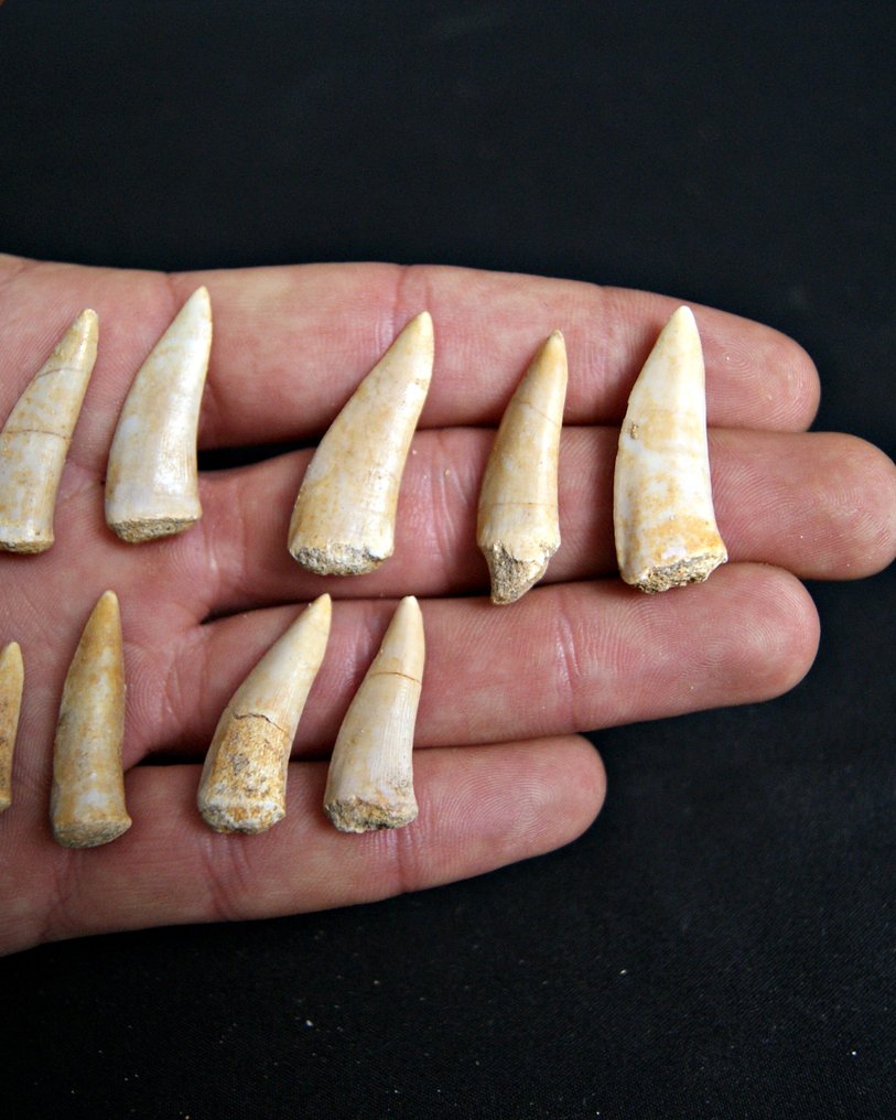 Sablefish fisk - Fossile tænder - Enchodus Lybicus (Ingen mindstepris) #4.3