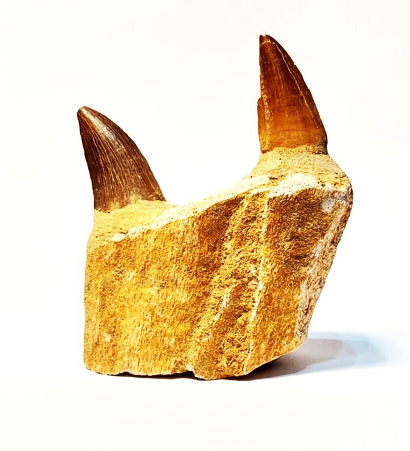 Mosasaurio - Diente fósil  (Sin precio de reserva) #1.0