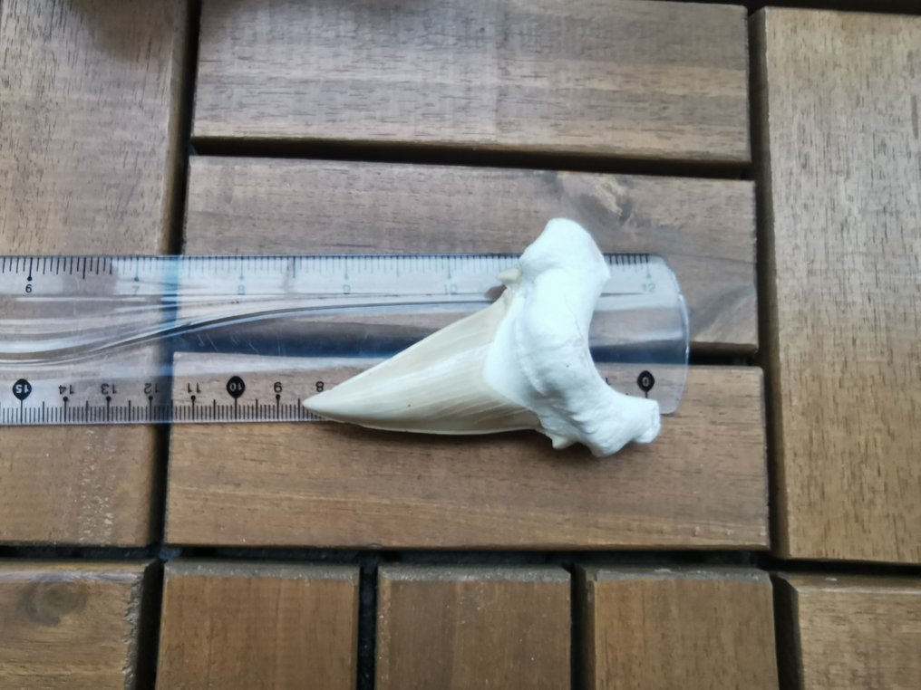 Καρχαρίας - Απολιθωμένο δόντι - Otodus Obliquus - 8.4 cm - 5.4 cm  (χωρίς τιμή ασφαλείας) #1.0