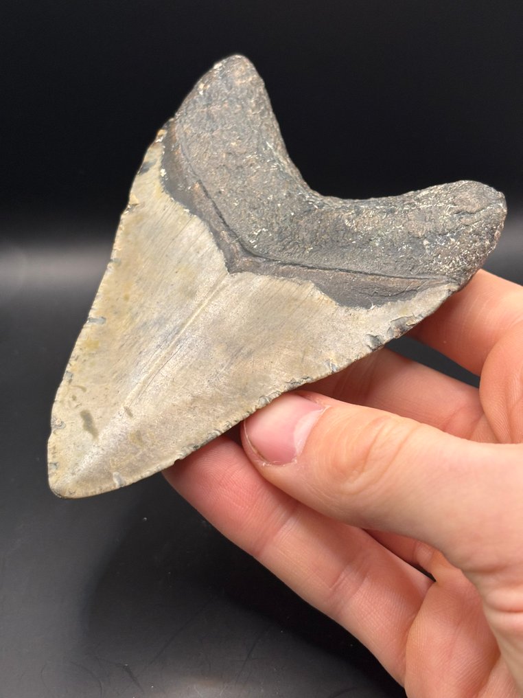 Megalodon - Απολιθωμένο δόντι - Carcharias Megalodon - 11.5 cm - 7.9 cm #4.3