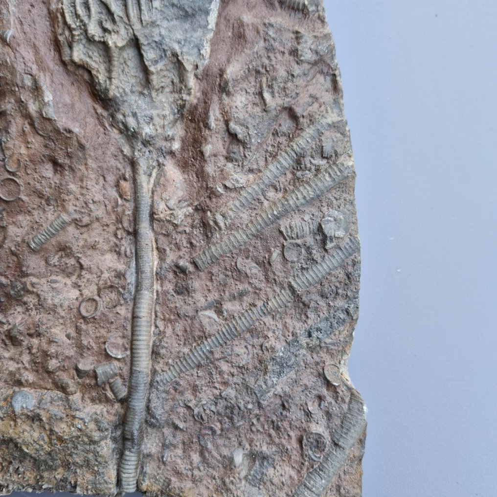 Crinoid - Απολιθωμένο ζώο - Scyphocrinus elegans - 237 mm - 148 mm  (χωρίς τιμή ασφαλείας) #4.3