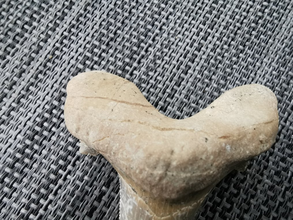 鲨鱼 - 牙齿化石 - Otodus Sokolovi - 7.1 cm - 5.5 cm  (没有保留价) #3.2