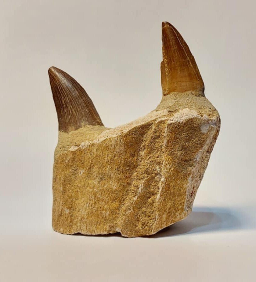 Mosasaurio - Diente fósil  (Sin precio de reserva) #2.1